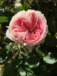 IMG_8600